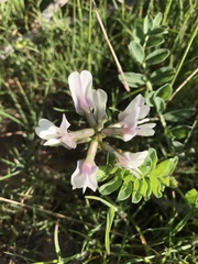 Astragalus cibarius