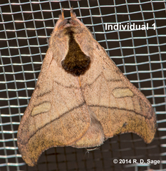 Hylesia scortina