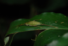 Pterophyllini