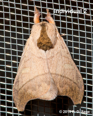 Hylesia scortina