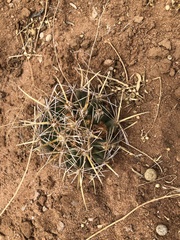 Coryphantha robustispina uncinata