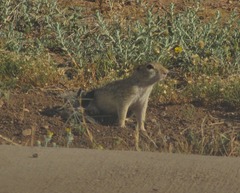 Xerospermophilus spilosoma
