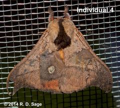 Hylesia scortina
