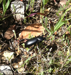 Eleodes grandicollis