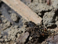 Ellipes minuta