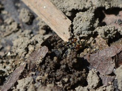 Ellipes minuta