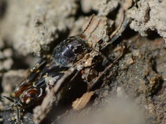 Ellipes minuta