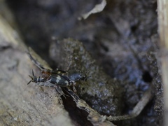 Ellipes minuta