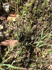 Eleodes grandicollis