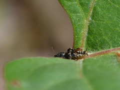 Ellipes minuta