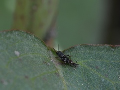 Ellipes minuta