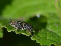 Ellipes minuta