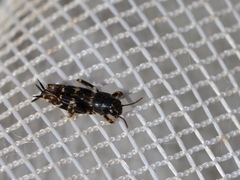 Ellipes minuta