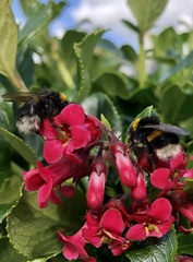 Bombus terrestris