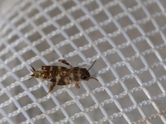 Ellipes minuta