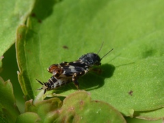 Ellipes minuta