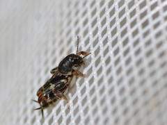 Ellipes minuta