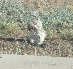 Xerospermophilus spilosoma