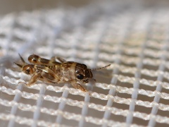 Ellipes minuta