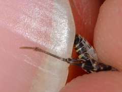 Ellipes minuta