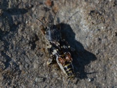 Ellipes minuta