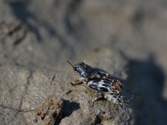 Ellipes minuta