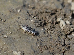Ellipes minuta