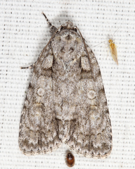 Acronicta ovata