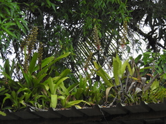 Aechmea angustifolia