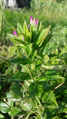 Epilobium ciliatum watsonii