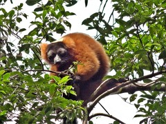 Varecia rubra