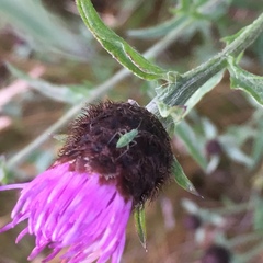 Closterotomus norwegicus