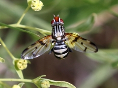 Otites formosa