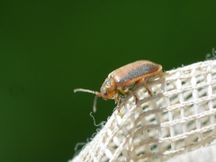 Galerucella calmariensis