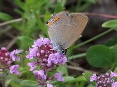 Satyrium acaciae