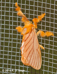 Dalceridae