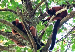Varecia rubra