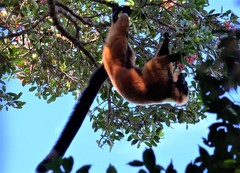 Varecia rubra