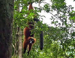 Varecia rubra