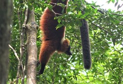 Varecia rubra