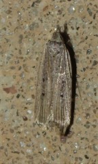 Dichomeris bipunctellus