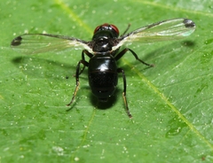 Seioptera vibrans
