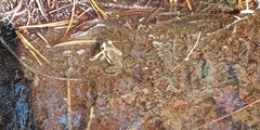Lithobates virgatipes