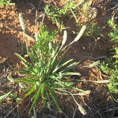 Plantago wrightiana