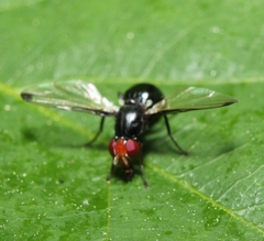 Seioptera vibrans