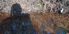 Lithobates virgatipes