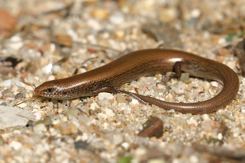 Bedriaga's Skink