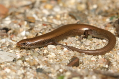 Chalcides bedriagai
