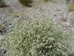 Plocama aucheri
