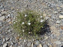 Convolvulus virgatus